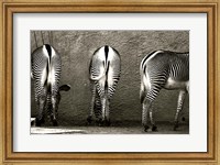 Zebra Butts Fine Art Print