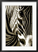 Zebra Head Fine Art Print