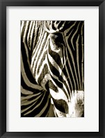 Zebra Head Fine Art Print