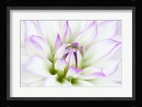Dahlia Fine Art Print
