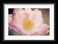 Peony in the Park Fine Art Print