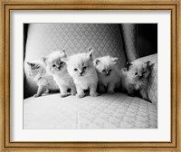 Five Kittens Fine Art Print