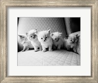 Five Kittens Fine Art Print