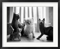 Ragdoll Kitten Fine Art Print