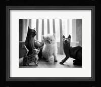 Ragdoll Kitten Fine Art Print
