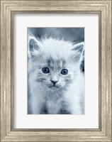 Blue Kitty Fine Art Print