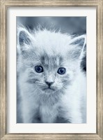 Blue Kitty Fine Art Print