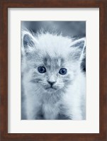 Blue Kitty Fine Art Print