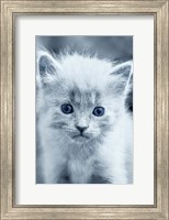 Blue Kitty Fine Art Print