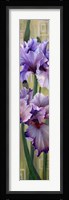 Iris I Fine Art Print