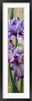 Iris I Fine Art Print