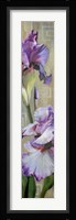 Iris III Framed Print