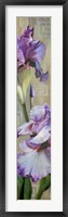 Iris III Framed Print