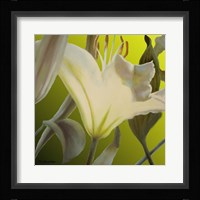 Lily Green Fine Art Print