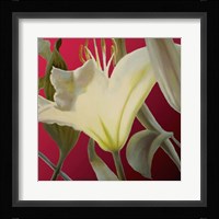 Lily Red Fine Art Print