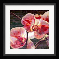 Show Offs Fine Art Print