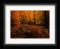 Autumn Path Fine Art Print