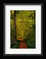Fairytale Path Fine Art Print