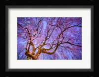 Weeping Cherry Fine Art Print