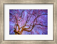 Weeping Cherry Fine Art Print