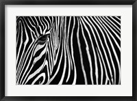 Zebra in Lisbon Zoo Fine Art Print