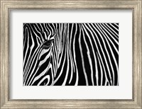 Zebra in Lisbon Zoo Fine Art Print
