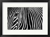 Zebra in Lisbon Zoo Fine Art Print