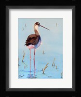 Black Neck Stilt III Fine Art Print