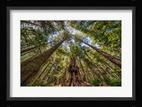 Avatar Grove Canopy Fine Art Print