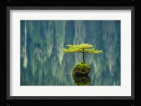 Fairy Lake Bonsai Fine Art Print