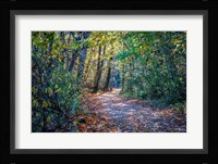 Fall Colours Fine Art Print