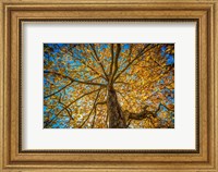 Fall Tree Fine Art Print