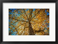 Fall Tree Fine Art Print