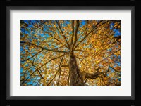 Fall Tree Fine Art Print