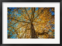 Fall Tree Fine Art Print