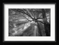 Forest Fog Fine Art Print