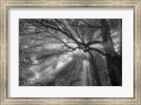Forest Fog Fine Art Print