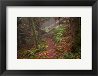 Forest Stroll Fine Art Print