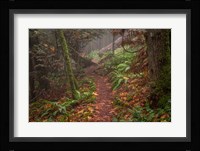 Forest Stroll Fine Art Print