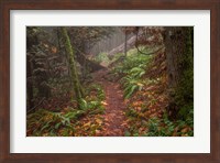 Forest Stroll Fine Art Print