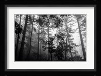 Misty Forest Fine Art Print