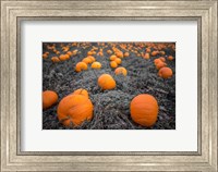 Sea of Pumpkins Fine Art Print