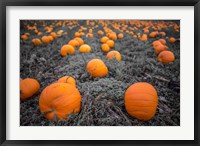 Sea of Pumpkins Fine Art Print