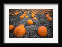 Sea of Pumpkins Fine Art Print