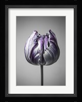 Baroque 5 Fine Art Print
