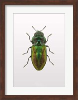 Beetle 1 Fine Art Print
