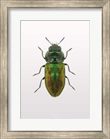 Beetle 1 Fine Art Print
