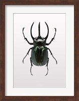 Beetle 2 Fine Art Print