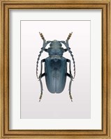 Beetle 3 Fine Art Print