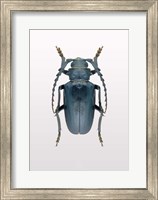 Beetle 3 Fine Art Print